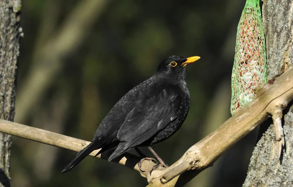 Merel Vogel Kijken Natuur — Stockfoto