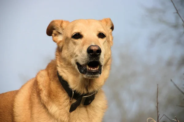 Şirin Bir Köpeğin Portresi — Stok fotoğraf