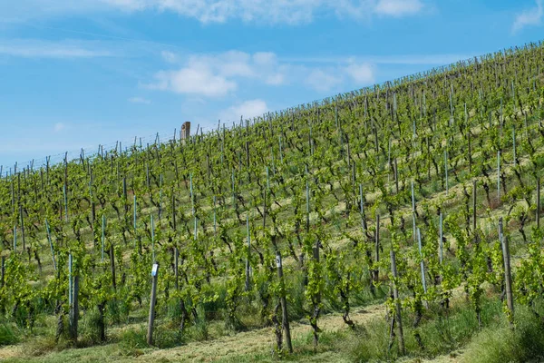フランスワインとボルカチ近郊のブドウ畑アンターフランケン — ストック写真