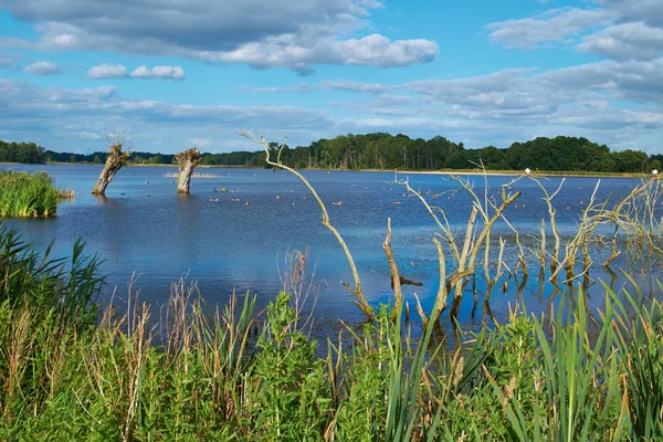 Naturparadies Stuerscher See Stuer Mecklenburg Vorpommern — Stock Photo, Image