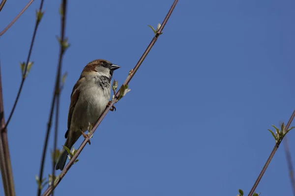 Blick Auf Schöne Vögel Der Natur — Stockfoto