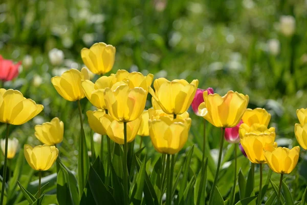 Tulipes Tulipe Tulipa Jaune Blanc Jardin Fleurs Jardin Fleurs Plantes — Photo