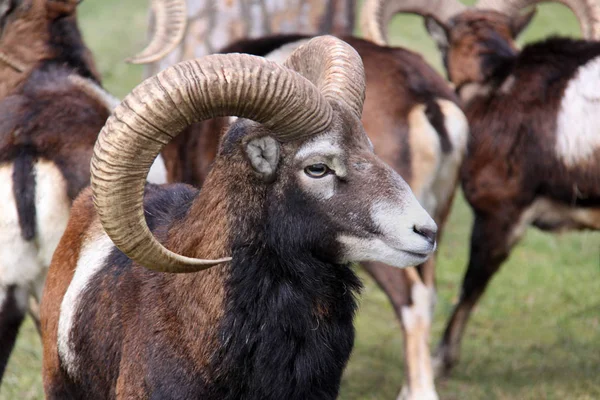 Avrupa Mufflon Ovis Orientalis Musimonu — Stok fotoğraf