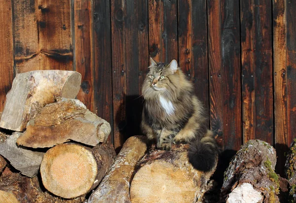 Norsk Skogkatt Trädstammar — Stockfoto