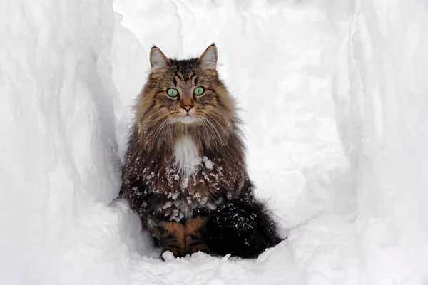 Norsk Skogkatt Djup Snö — Stockfoto