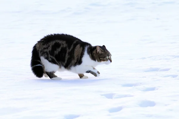 Egy Macska Katzenbuckelt Készít — Stock Fotó