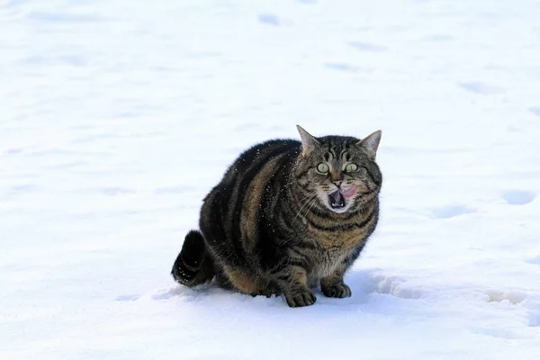 Egy Macska Lenyalja Száját — Stock Fotó