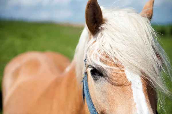 Blond Haflinger Häst Tittar Dig — Stockfoto