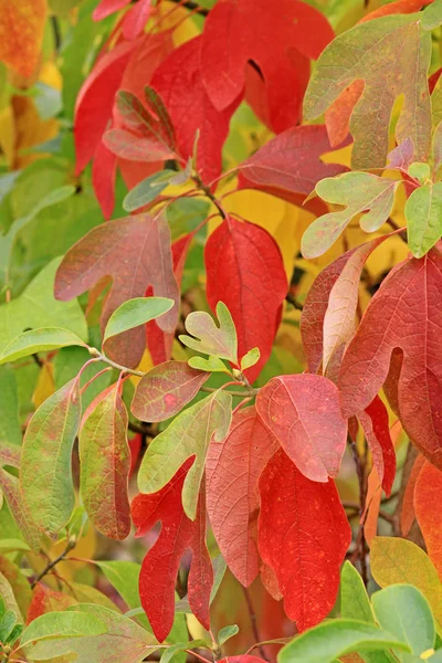 秋天的色彩在美洲热树Sassafras Albidum — 图库照片