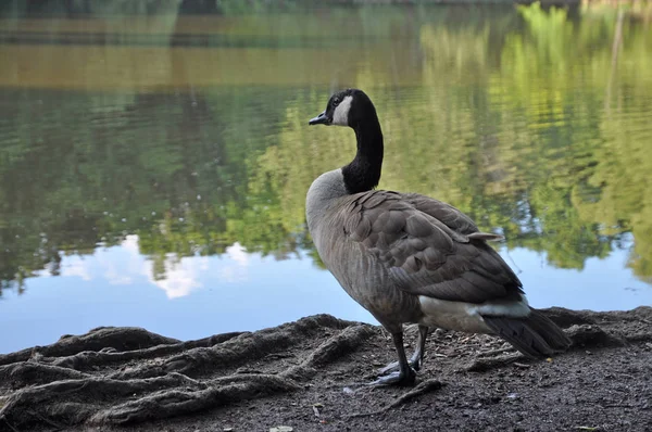 Kanadyjskie Gęsi Ptaki Ptactwo Wodne Maunzenweiher Frankfurt Weiher Staw Jezioro — Zdjęcie stockowe