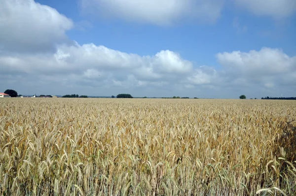 Champ Seigle Plantes Agricoles — Photo