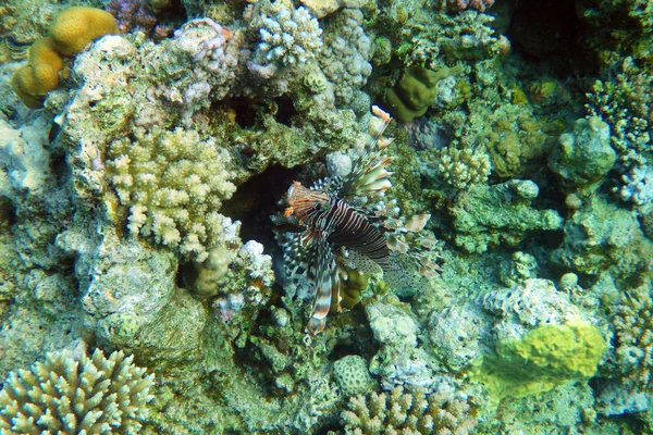 Pesce Leone Nel Mare Rosso — Foto Stock