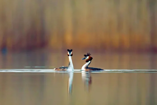 Haubentaucher Courtship — стоковое фото