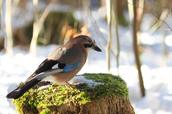 Schilderachtig Uitzicht Prachtige Jay Vogel — Stockfoto