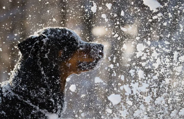 Ritratto Cane Carino — Foto Stock