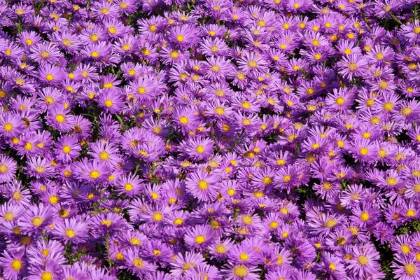紫の星で作られた高密度の花のカーペット Dumosus — ストック写真