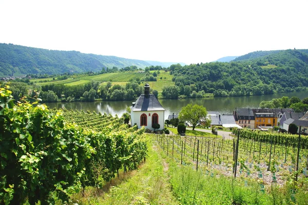 Weinberge Landwirtschaftliche Nutzpflanzen — Stockfoto