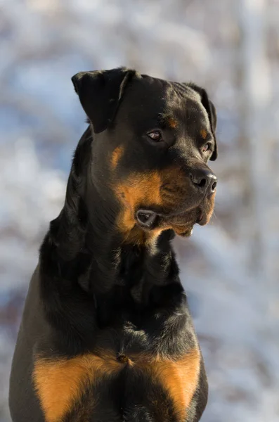 Şirin Bir Köpeğin Portresi — Stok fotoğraf