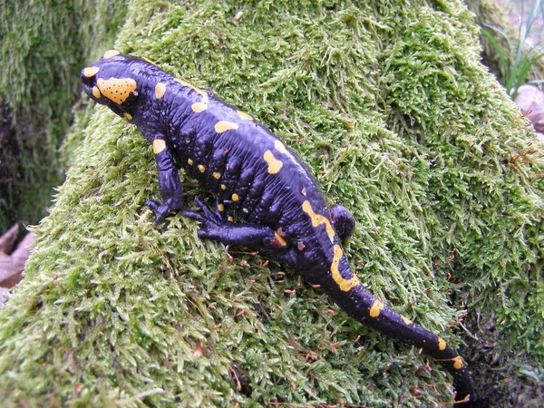 Salamandre Pointillée Jaune Noire Gros Plan Dans Habitat Naturel — Photo