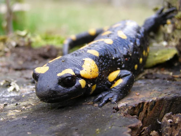 Чёрно Жёлтая Точечная Саламандра Крупным Планом Естественной Среде Обитания — стоковое фото