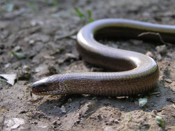 Schlangenreptil Tierwelt — Stockfoto