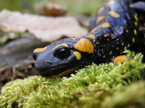 Zwart Geel Gestippelde Salamander Close Natuurlijke Habitat — Stockfoto