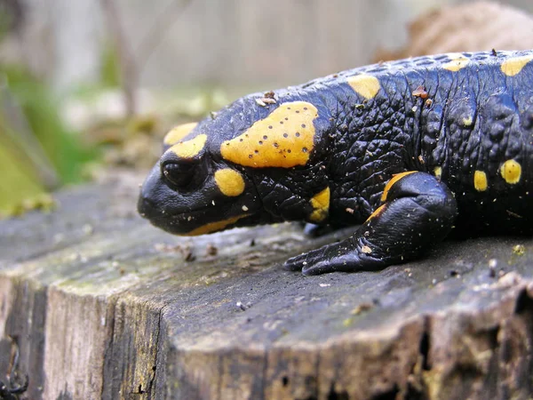 Preto Amarelo Pontilhado Salamandra Closeup Habitat Natural — Fotografia de Stock