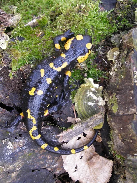 Μαύρο Κίτρινο Διάστικτο Salamander Closeup Στο Φυσικό Περιβάλλον — Φωτογραφία Αρχείου