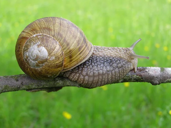 Zahradní Šneci Přírodním Prostředí — Stock fotografie