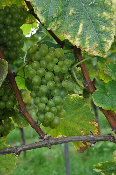 Weinberge Landwirtschaftliche Nutzpflanzen — Stockfoto