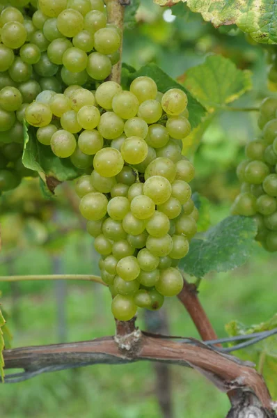 Vignobles Campagne Agriculture Plantes — Photo