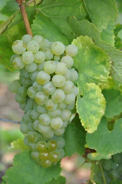 Weinberge Landwirtschaftliche Nutzpflanzen — Stockfoto