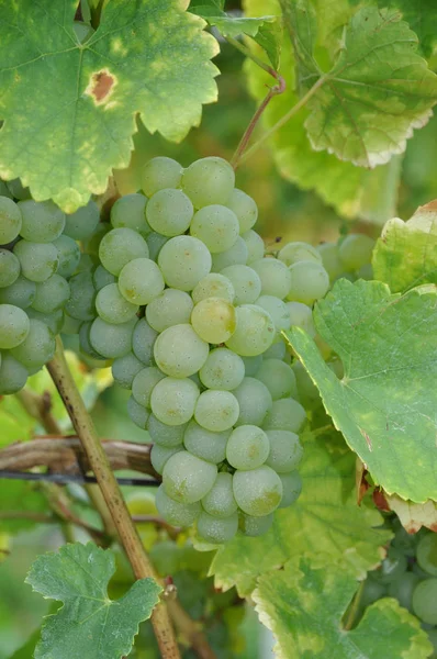 Grapes Grape Wine Grape Grapes Grapevine Vine Grape Vine Yellow — Stock Photo, Image