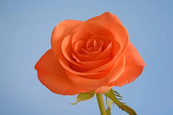 Rose Flower Bloom Single One Salmon Pink Orange White Background — Stock Photo, Image