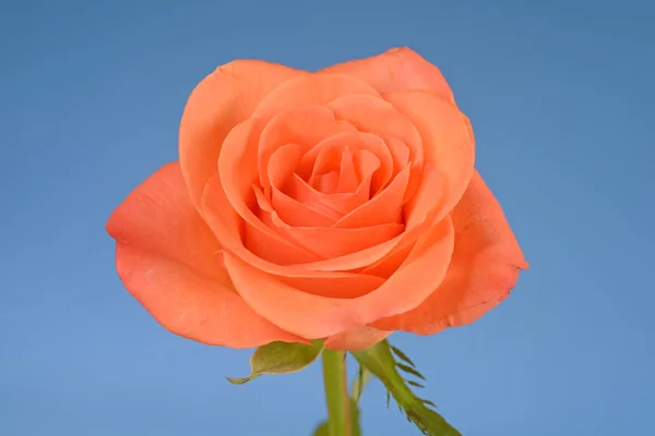 Rosa Flor Flor Único Salmão Rosa Laranja Fundo Branco Rosa — Fotografia de Stock