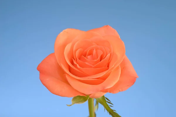 Rose Flower Blossom Single One Salmon Colors Pink Orange White — Stock Photo, Image