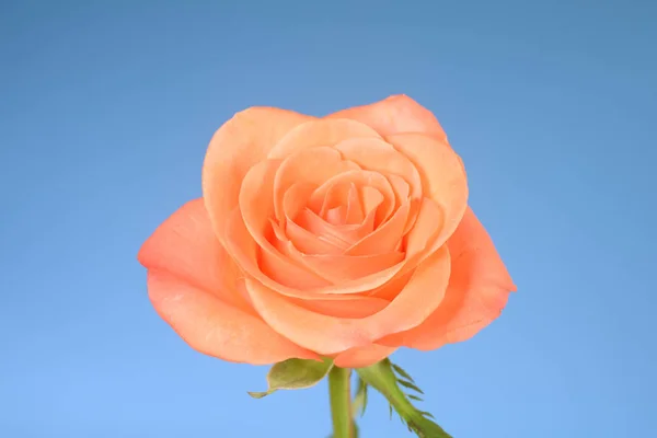 Rosa Flor Flor Único Cores Salmão Rosa Laranja Fundo Branco — Fotografia de Stock