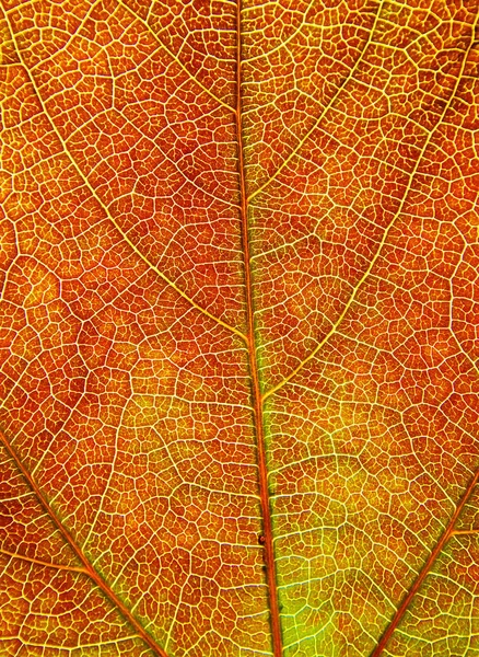 Estructura Hoja Primer Plano Vista Follaje Fondo — Foto de Stock