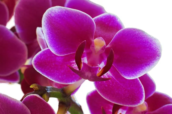 Flores Bonitas Orchid Florescem — Fotografia de Stock