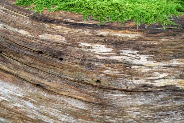 Natürliche Holzstruktur Mit Moos — Stockfoto