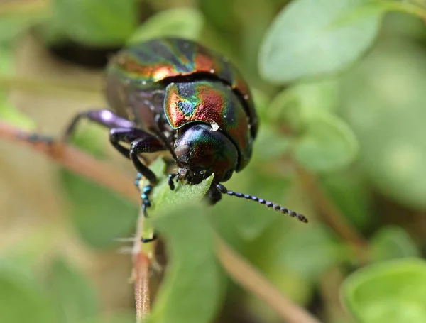 Coléoptère Arc Ciel Chrysolina Cerealis Nourrissant Thym — Photo