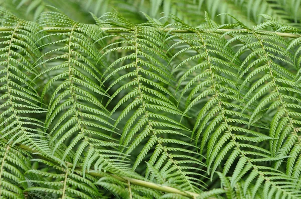 Bela Paisagem Floresta — Fotografia de Stock