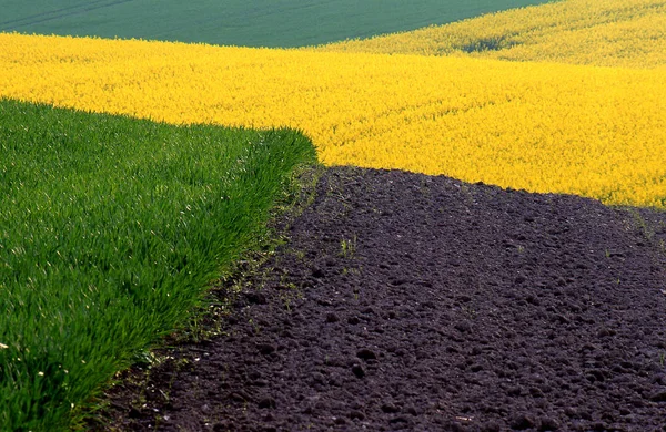 Feldstruktur Lippland — Stockfoto