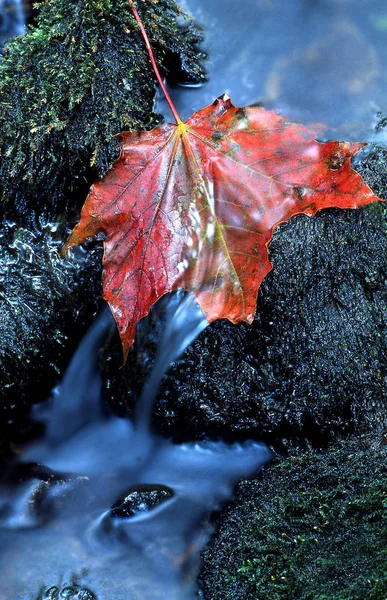 Orman Deresinde Sonbahar Yaprağı — Stok fotoğraf