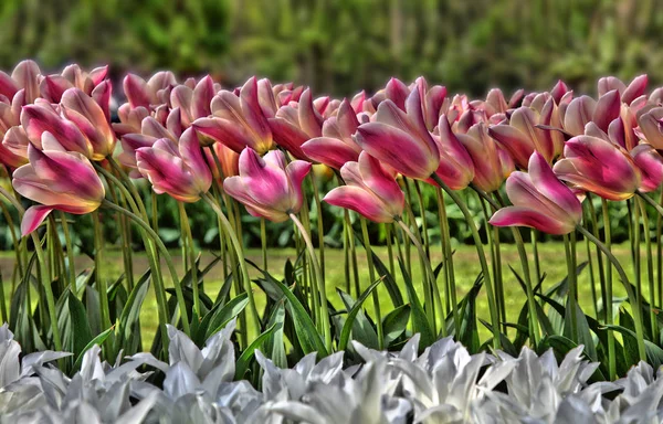 Tulips Wind — Stock Photo, Image
