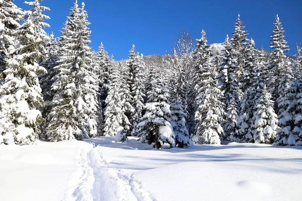 Bosque Invierno Con Árboles Bosque Cubierto Nieve —  Fotos de Stock