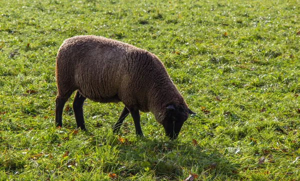 Ovelhas Pasto — Fotografia de Stock