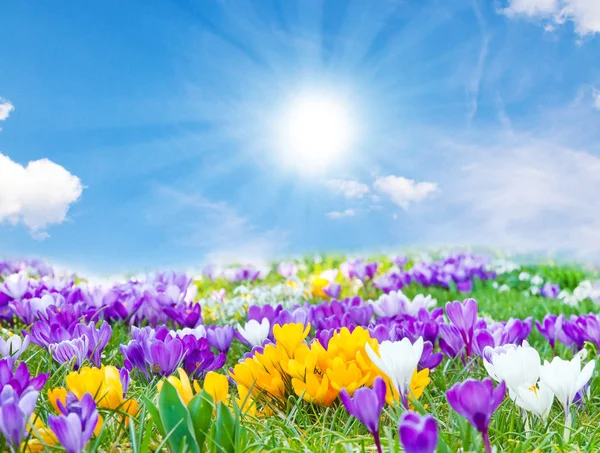 meadow crocuses, spring flowers petals