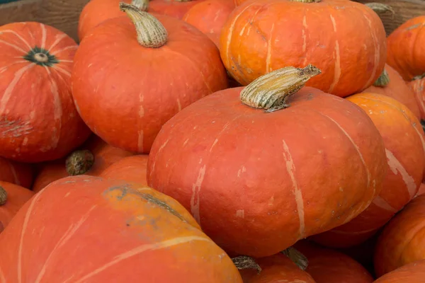 Potirons Légumes Courge Nourriture Végétale — Photo