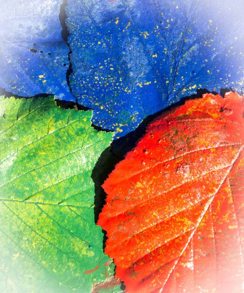 Prachtig Kleurrijk Herfstblad — Stockfoto